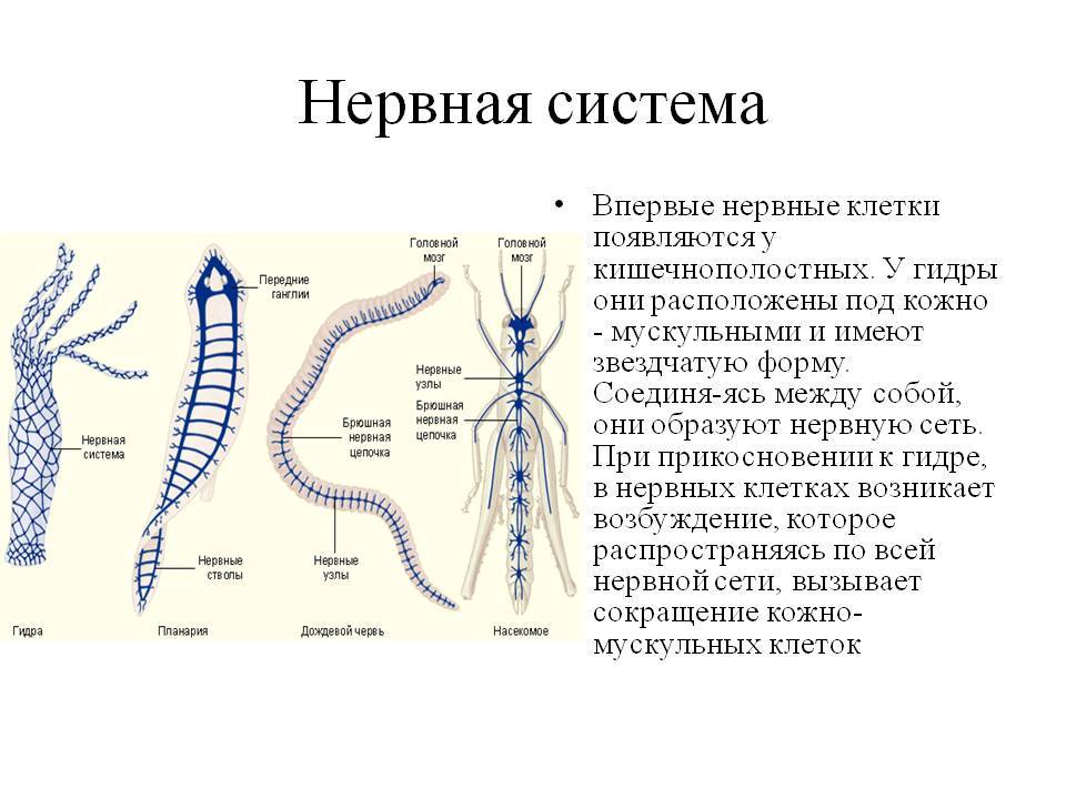 Кракен браузер ссылка