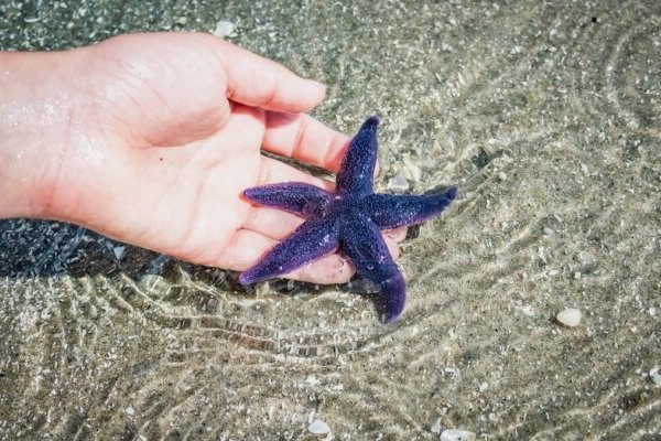 Kraken tor marketplace